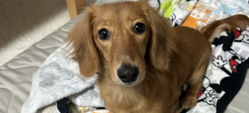 らんちゃちゃ