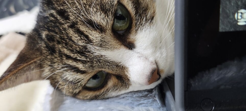しらす猫